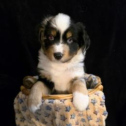 Tubbs - Blue merle male Miniature Australian Shepherd puppy in Spirit Lake, Idaho from Gemstone Ridge Mini Aussies
