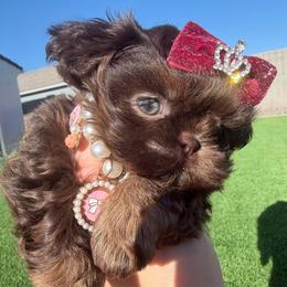 Lady Godiva - Chocolate female Shih Tzu puppy in Austin, Texas from Shih Tzu’s  ‘N’ Love