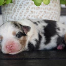 Brook - Blue merle female Australian Shepherd puppy in Lyons, Georgia from Canyon South Aussies