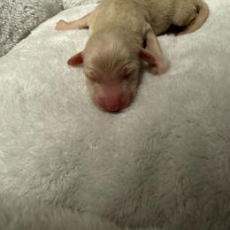 Gabby - Cream female Goldendoodle puppy in Charlotte, North Carolina from Hopeful Heart Doodles