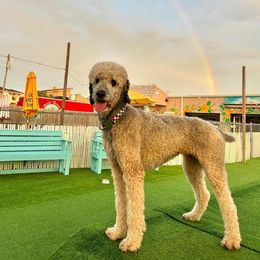 Poodle puppies from Paddock's Purebred Poodles