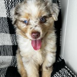 Boy 1 - Red merle male Miniature Australian Shepherd puppy in Hokes Bluff, Alabama from Alegria Toy Aussies