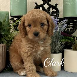 Clark - Red male Cavapoo puppy in Grove, Oklahoma from Rocky Oak Cavaliers & Biewer Terriers LLC