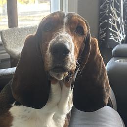 Basset Hounds from Cache Valley Bassets