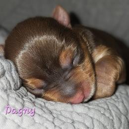 Dagney - Chocolate and tan female Yorkshire Terrier puppy in Vancouver, Washington from Yorkastle Kennels