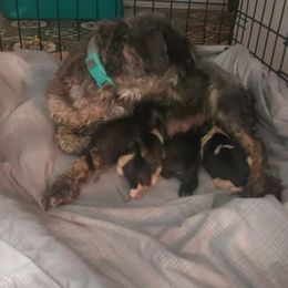 Irish Wolfhound and Miniature Schnauzer Puppies from Star Valley Schnauzers
