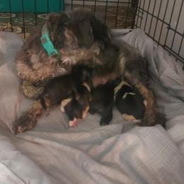 Irish Wolfhound and Miniature Schnauzer Puppies from Star Valley Schnauzers