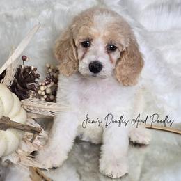 Chanel - Parti female Poodle puppy in Cleveland, Georgia from Jam's Doodles And Poodles