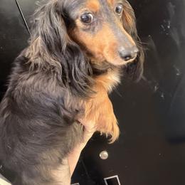 Dabby - Dapple female Dachshund puppy in Bigfork, Minnesota from Dachshunds Up North