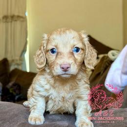 Rebel - Red male Dachshund puppy in Hornbeck, Louisiana from A&Z Mini Dachshunds