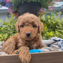 Mississippi - Apricot female Aussiedoodle puppy in Blackfoot, Idaho from Draper Mountain Doodles