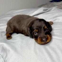 AKC Rex - Chocolate and tan male Dachshund puppy in Laveen, Arizona from Acosta Kennel