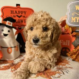 Batman - Cream male Poodle puppy in Philadelphia, Pennsylvania from The Stone’s Poodles