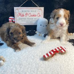 Ruby aka Ivy - Red tri-color female Aussiedoodle puppy in White Pigeon, Michigan from Delaryedoodles