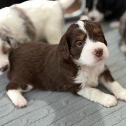 Female 1 - female Australian Mountain Doodle puppy in Culpeper, Virginia from Hazel River Doodles