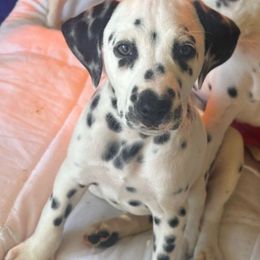 Dodger (blue boy) - White and black Dalmatian puppy in Lakeland, Florida from Ink Spot Canines
