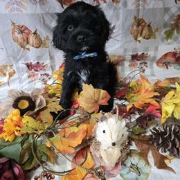 Baby boy black - Black male Cavapoo puppy in El Paso, Texas from Far West Texas Oodles of Cavi's & Cavoodles