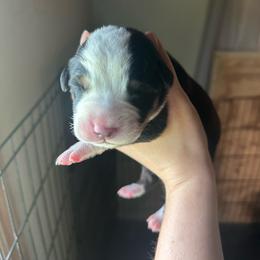 Boy 3 - Black, white and red male Greater Swiss Mountain Dog puppy in Lower Burrell, Pennsylvania from Polyanna’s GSMD