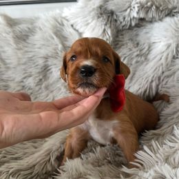 CEDAR - Parti male Goldendoodle puppy in Independence, Oregon from Ankeny Doodles
