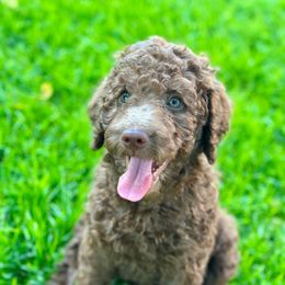 Dolly - Chocolate female Goldendoodle puppy in Dayton, Ohio from Perks Court Doodles