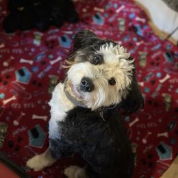 Lanie - Bernedoodle