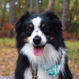Bennett - Toy Australian Shepherd