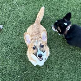 Pembroke Welsh Corgis from Heatherland Corgis