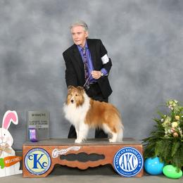 Shetland Sheepdog All Grown Up from mvshelties