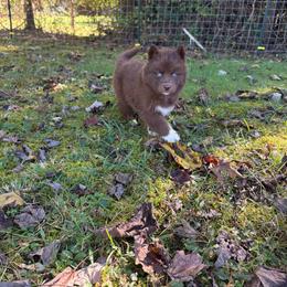 Girl 1 - Red and white female Siberian Husky puppy in Jonesborough, Tennessee from Dry Creek Siberians