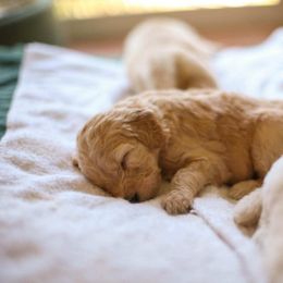 Goldendoodle Puppies from Jennifer's Canines