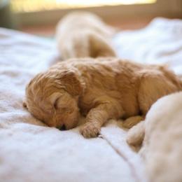Goldendoodle Puppies from Jennifer's Canines