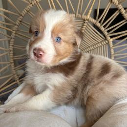 Walter - Red merle male Australian Shepherd puppy in Grants Pass, Oregon from Carmel Mountain Aussies