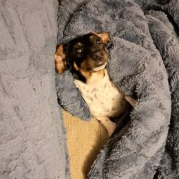 Fifi - Dachshund