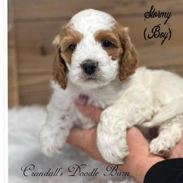 Stormy - Brown and white male Cockapoo puppy in Payson, Utah from Crandall’s Doodle Barn