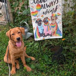 Labrador Retriever Puppies from Puzzles Labradors