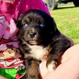 Marina - Black tri-color female Australian Shepherd puppy in Mineral Wells, Texas from A6 Australian Shepards