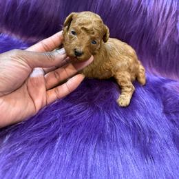 Sage - Red  female Poodle puppy in Texas from Zoway's Poodles