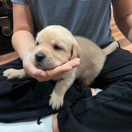 Gray Collar Boy 7 - Yellow male Labrador Retriever puppy in Harpers Ferry, Iowa from Jones Family Labs