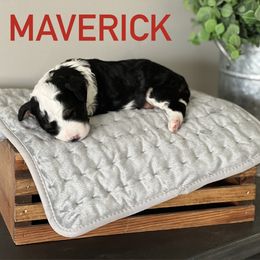 Aussiedoodle Puppies from JK Mini Doodles