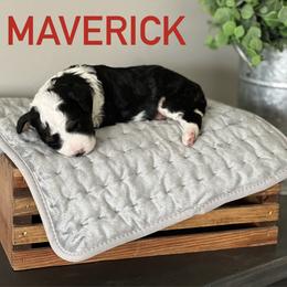 Aussiedoodle Puppies from JK Mini Doodles