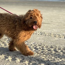 Goldendoodles from Lynes of Doodles