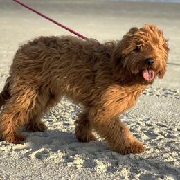 Goldendoodles from Lynes of Doodles