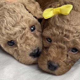 Poodles from Merrell Pups