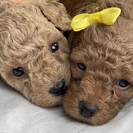 Poodles from Merrell Pups
