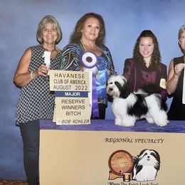 Phantom - Havanese