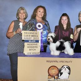 Phantom - Havanese