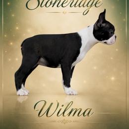 F1 - Brindle and white female Boston Terrier puppy in Shell Knob, Missouri from Stoneridge Kennel