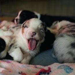 Australian Shepherd Puppies from DeVos Australian Shepherds