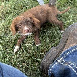 Aussiedoodle, Miniature Australian Shepherd, Poodle, and Toy Australian Shepherd Puppies from Mowry Creek Mini Aussiedoodles and More