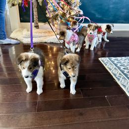 Shetland Sheepdog Puppies from Chas Petersen